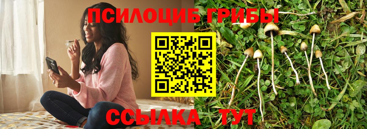 Псилоцибиновые грибы Cubensis Нерюнгри